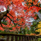 Leaves turn red in autumn