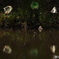 秋・・静寂の蓮池にて