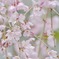 sakura 02