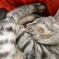 眠り猫
