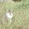 野良猫