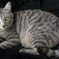 猫のおばやん