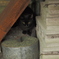 野良猫