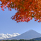 紅簾