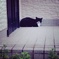 門番猫