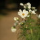 Cosmos ｾﾝｾｰｼｮﾝ    