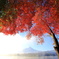 紅葉
