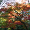多摩湖の紅葉　２
