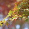 多摩湖の紅葉　３