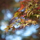 多摩湖の紅葉　４
