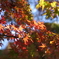 多摩湖の紅葉　５