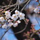 sakura1