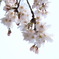 sakura4