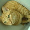 猫は箱が好き
