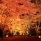 ライトアップ紅葉Ⅳ