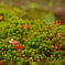 苔と紅葉