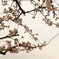 渋め乙女な桜花