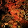 紅葉ライトアップ