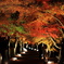 紅葉ライトアップ