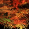 紅葉ライトアップ