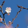 秋晴れに十月桜
