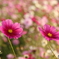 秋桜その４
