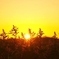 秋の夕日