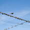 Pigeons
