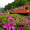 秩父鉄道　1000系　オレンジバーミリオン