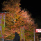 紅葉まつり