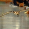 ひゃっほ～い♪