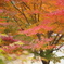 二河峡の紅葉