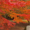 野呂山の紅葉(その5)