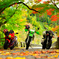ﾊﾞｲｸと紅葉