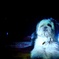 愛犬