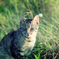 Small lion　III