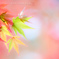 最後の華やぎ