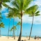 my palm tree