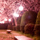 夜桜