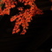 紅葉12