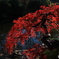 紅葉の花傘