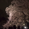 六義園　2010.03.31　