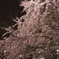 六義園　2010.03.31　