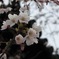 唐招提寺の桜