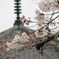 安部文殊院の桜