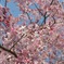 枝垂れ桜
