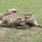 奈良公園の鹿１