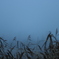 霧の中の葦