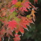 箱根の紅葉
