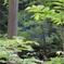 木々の隙間から